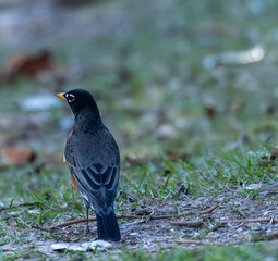 american robin