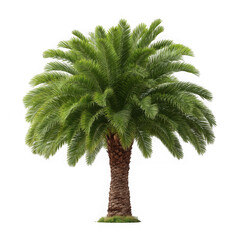 Single date palm tree isolated on transparent background