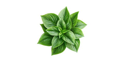 Fresh Green Basil Leaves. Aromatic Herb For Culinary And Medicinal Uses Isolated On Transparent Background