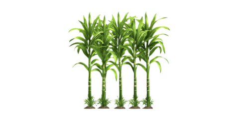 Sugarcane Plants. Agricultural Crop And Renewable Resource Concept Isolated On Transparent Background