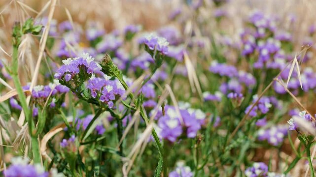 Field of flowers on a sunny day. Purple limonium, close-up. Beautiful summer nature background. 