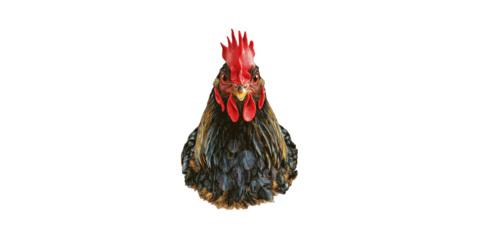 Close-Up Of Rooster. Symbol Of Agriculture And Rural Life Isolated On Transparent Background