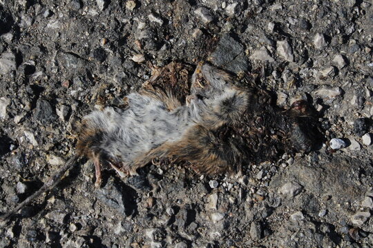 Dead flattened mouse on a road killed by car 