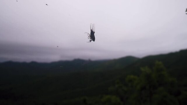 The cicada is trapped in the spider's web, But it continues to sing, unconditioned reflex actions. Sikhote Alin mountains