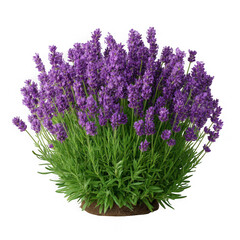 Naklejka premium Lavender bush plant isolated on transparent background