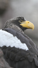 Close-up portrait of a Steller's sea eagle with sharp yellow beak and intense gaze. Majestic bird with detailed black and white feathers, captured in natural light.