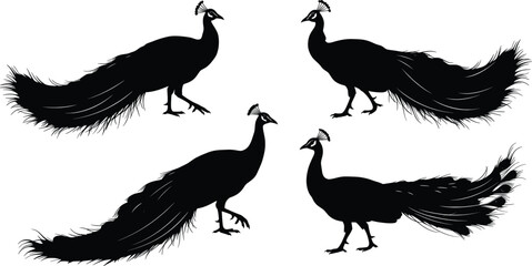Naklejka premium Elegant Peacock Silhouettes Vector Illustration Set