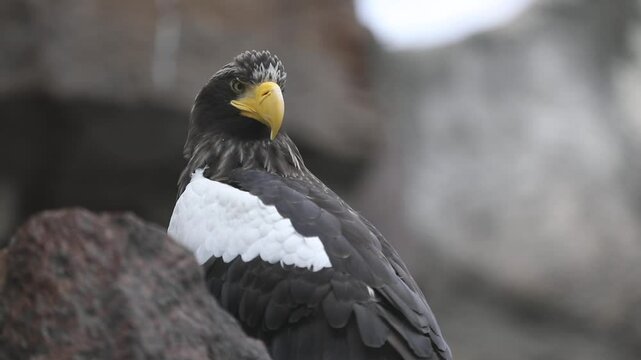 Close-up portrait of a Steller's sea eagle with sharp yellow beak and intense gaze. Majestic bird with detailed black and white feathers, captured in natural light.