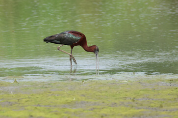 A rare Glossy Ibis, Plegadis falcinellus, feeding in a marshy area.