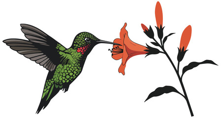 Vibrant Vector Illustration of a Green Hummingbird with a Ruby Throat Hovering and Feeding Nectar from an Orange Trumpet Flower, Symbolizing Nature's Beauty and Delicate Ecosystem.