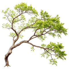 Obraz premium Green Tree: Nature Image, Stock Photo