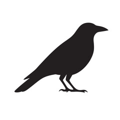 Fototapeta premium Crow Perched Side View Silhouette
