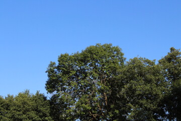 Green trees on blue sky background