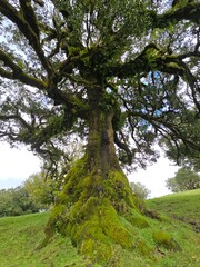 The ancient laurel trees of Fanal Forest