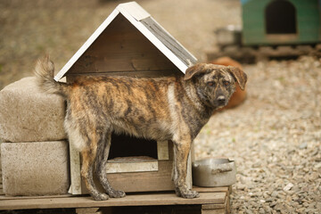 A stray dog from a shelter stands near its kennel.
