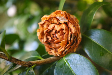 flower, bloom, garden, flora, tropical, floral, blossom, petal, closeup, botany, macro, wild, nature, plant, summer, spring, flowers, leaf, beautiful, color, beauty, close-up, gardening, bright, color