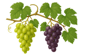 Vine branch displaying verdant leaves, ripe green and red grape clusters against transparent background, detailed botanical illustration