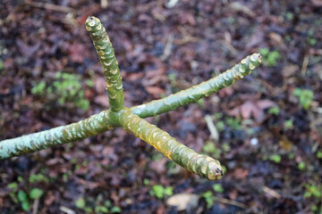 plant, nature, spring, garden, flora, tree, wild, botany, leaves, growth, branch, blossom, flower, macro, leaf, summer, season, forest, succulent, bloom, plants, flowers, closeup, green, butterfly, cl