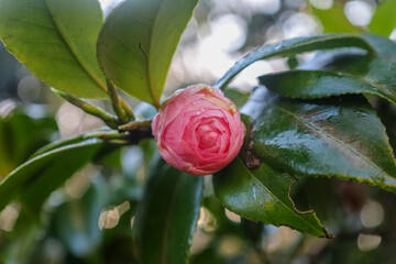 flower, bloom, pink, rose, garden, flora, tropical, floral, blossom, petal, closeup, botany, macro, wild, nature, plant, summer, spring, flowers, leaf, beautiful, color, beauty, close-up, gardening, b