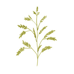 green plant isolated on white background.