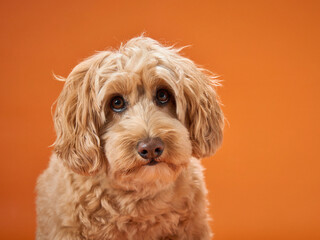 A Labradoodle with curly fur looks into the camera, set against an orange background.