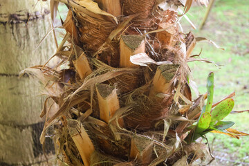 plant, nature, spring, garden, flora, tree, wild, botany, leaves, growth, branch, blossom, flower, macro, leaf, summer, season, forest, succulent, bloom, plants, flowers, closeup, green, butterfly, cl