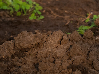 Rich Dark Brown Garden Soil Texture