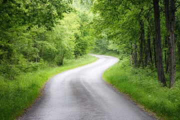 Obraz premium Winding road through lush green forest landscape