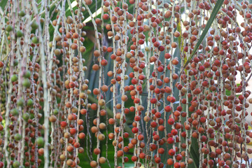 plant, nature, spring, garden, flora, tree, wild, botany, leaves, growth, branch, blossom, flower, macro, leaf, summer, season, forest, succulent, bloom, plants, flowers, closeup, green, butterfly, cl