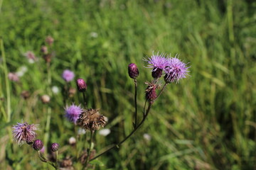 Cirsium vulgare, Spear thistle, Bull thistle, Common thistle, short lived thistle plant with spine tipped winged stems and leaves, pink purple flower heads. Beautiful floral background 
