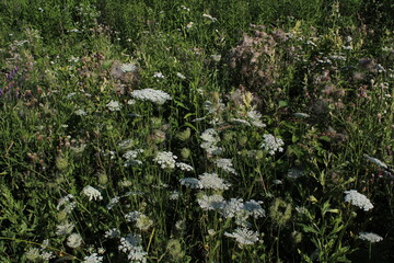 White wild flowers growing in field 