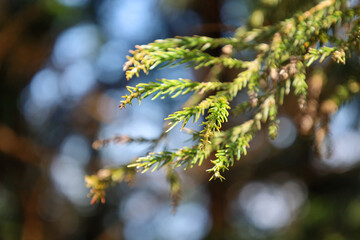 plant, nature, spring, garden, flora, tree, wild, botany, leaves, growth, branch, blossom, flower, macro, leaf, summer, season, forest, succulent, bloom, plants, flowers, closeup, green, butterfly, cl