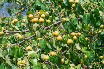 Branches of wild pear tree with ripe yellow fruits in summer. Pyrus communis or pear pyraster on branches with vibrant green leaves in deciduous forest. Hanging vitamin fruits are pearshaped or round.