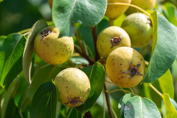 Branches of wild pear tree with ripe yellow fruits in summer. Pyrus communis or pear pyraster on branches with vibrant green leaves in deciduous forest. Hanging vitamin fruits are pearshaped or round.