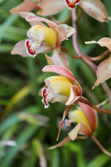 flower, bloom, orchid, yellow, pink, garden, flora, tropical, floral, blossom, petal, closeup, botany, macro, wild, nature, plant, summer, spring, flowers, leaf, beautiful, color, beauty, close-up, ga