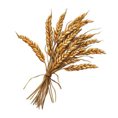 Fototapeta premium Farro, tre tipi di farro e segale su tavolo di legno, isolated on on transparent background