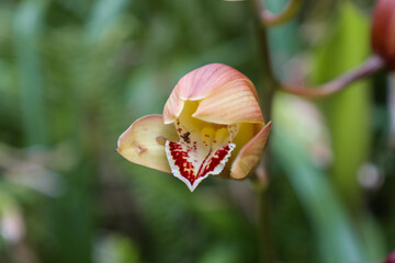 flower, bloom, orchid, yellow, pink, garden, flora, tropical, floral, blossom, petal, closeup, botany, macro, wild, nature, plant, summer, spring, flowers, leaf, beautiful, color, beauty, close-up, ga
