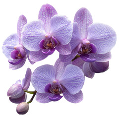 Obraz premium Captivating lavender orchids in full bloom, showcasing delicate floral artistry and graceful form