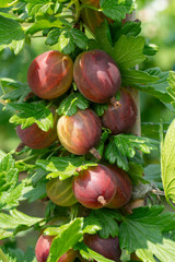 ripe gooseberries