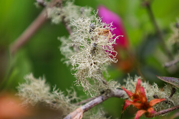 plant, nature, spring, garden, flora, tree, wild, botany, leaves, growth, branch, blossom, flower, macro, leaf, summer, season, forest, succulent, bloom, plants, flowers, closeup, green, butterfly, cl
