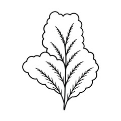 Spindly Asparagus Fern with Soft Cloudlike Foliage