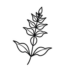 Sprig of Lemon Verbena with Fragrant Leaves