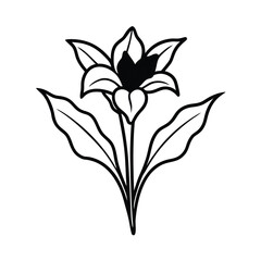 Vibrant Canna Lily with Bold Red or Orange Flowers