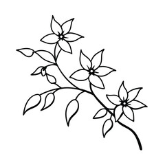 Jasmine Vine Illustration