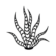 Snake Plant Illustration