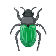 dung beetle Scarabaei no background