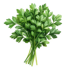 Fresh vibrant parsley sprigs bouquet, culinary herb arrangement, aromatic garnish element