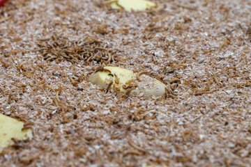 Insect larvae in a farming container, used as a sustainable, high-protein chicken feed. Natural soy substitute for animal nutrition or food production