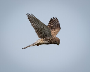 A common kestrel (Falco tinnunculus) hovers effortlessly in the air, its sharp eyes scanning the ground below. With its rust-colored plumage and striking markings, it embodies agility and precision in