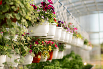Vibrant Hanging Flowers in a Serene Greenhouse Display